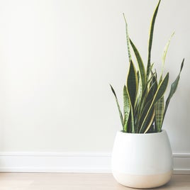 Home & Decor